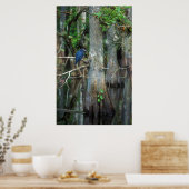 Little Blue Heron in Cypress Swamp Poster (Keuken)