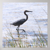 Little Blue Heron op Canvas Print (Voorkant)