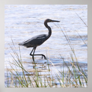 Little Blue Heron op Canvas Print