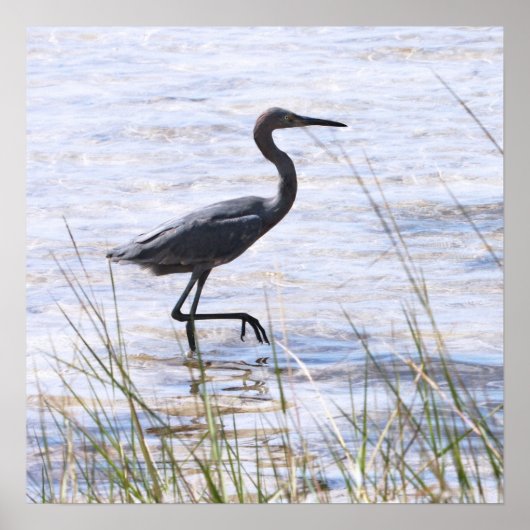 Little Blue Heron op Canvas Print (Voorkant)