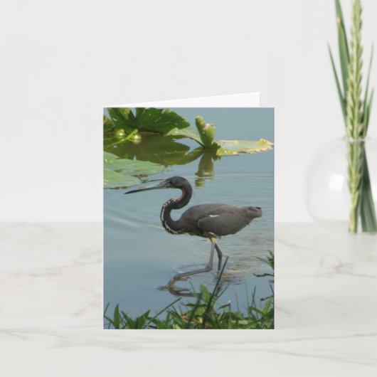 Little Blue Heron Photo Folded Note Kaart (Voorkant)