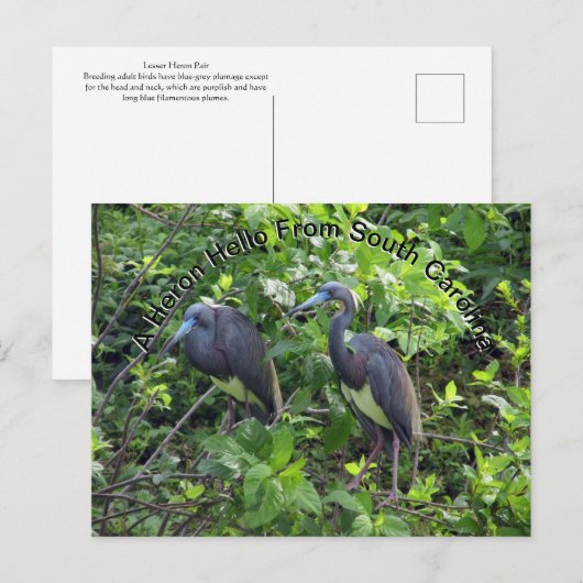 Little Blue Heron Post Kaart South Carolina (Voorkant / Achterkant)