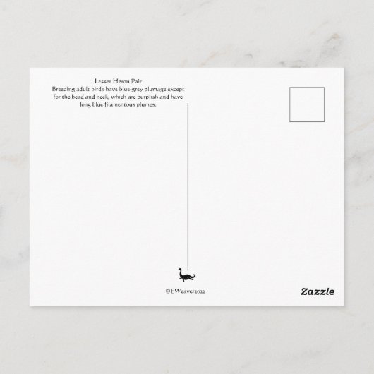 Little Blue Heron Post Kaart South Carolina (Achterkant)
