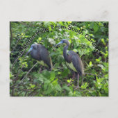 Little Blue Heron Post Kaart South Carolina (Voorkant)