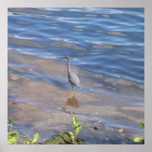 Little Blue Heron Poster (Voorkant)