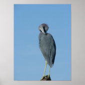 Little Blue Heron Poster (Voorkant)