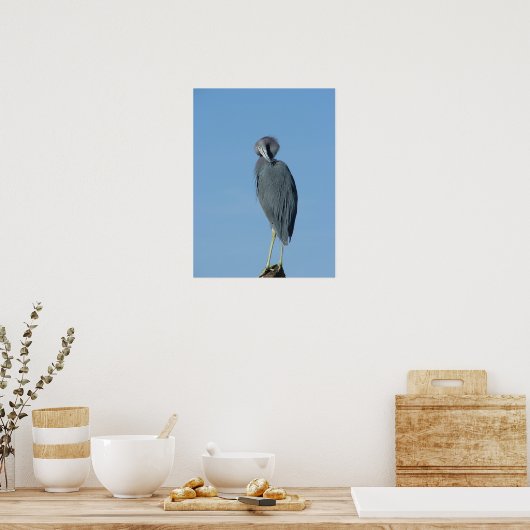 Little Blue Heron Poster (Keuken)