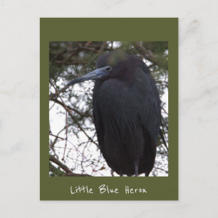 Little Blue Reiger Ansichtkaart Briefkaart