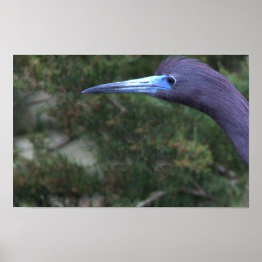 Little Blue Reiger Foto Poster (Voorkant)