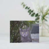 Little Boy Blue Briefkaart (Staand voorkant)