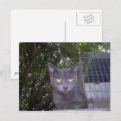 Little Boy Blue Briefkaart (Voorkant / Achterkant)