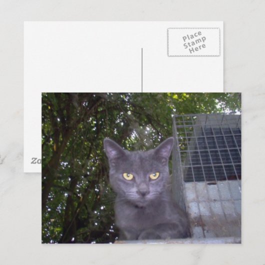 Little Boy Blue Briefkaart (Voorkant / Achterkant)