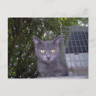 Little Boy Blue Briefkaart