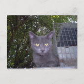 Little Boy Blue Briefkaart (Voorkant)