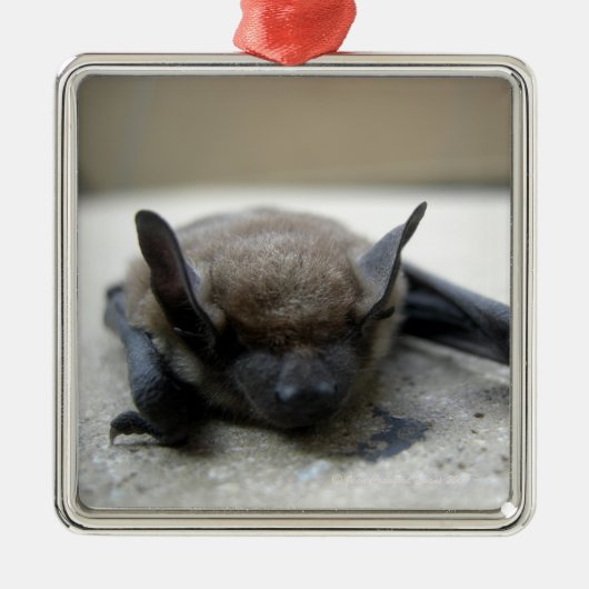 Little brown bat (Myotis lucifugus) Metalen Ornament (Voorkant)