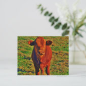Little Brown Koe Bright Green Grass Briefkaart (Staand voorkant)