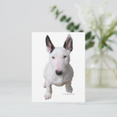 Little Bull Terrier Briefkaart (Staand voorkant)