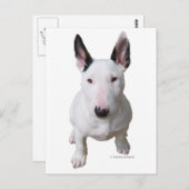 Little Bull Terrier Briefkaart (Voorkant / Achterkant)