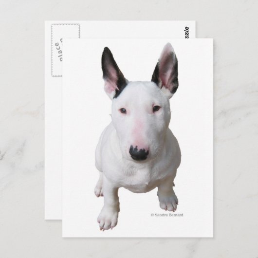 Little Bull Terrier Briefkaart (Voorkant / Achterkant)