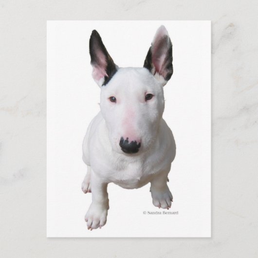Little Bull Terrier Briefkaart (Voorkant)