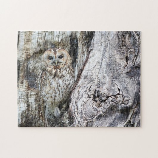 Little Camouflage Owl in Tree Legpuzzel (Horizontaal)