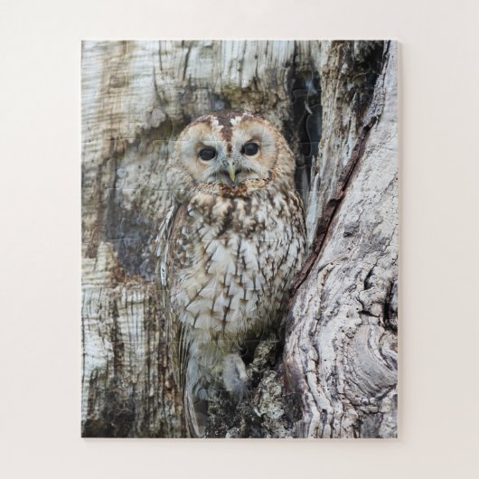 Little Camouflage Owl in Tree Legpuzzel (Verticaal)