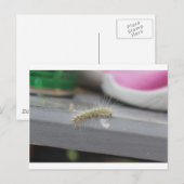 Little Caterstone Briefkaart (Voorkant / Achterkant)