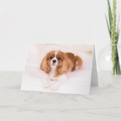 Little Cavalier King Charles Spaniel Wenskaart Kaart (Voorkant)