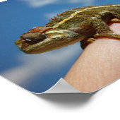 Little Chameleon Poster (Hoek)
