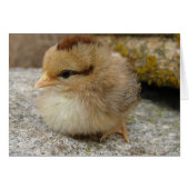 Little Chick on Big Rock (Voorkant Horizontaal)