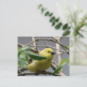 Little Chickadee Briefkaart (Staand voorkant)