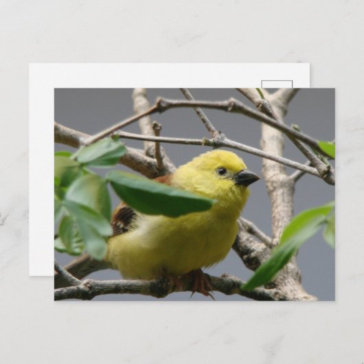 Little Chickadee Briefkaart (Voorkant / Achterkant)