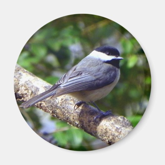 Little Chickadee Magneet (Voorkant)
