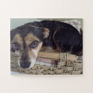 Little Chihuahua Legpuzzel