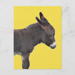 Little Chocolate Brown Donkey Baby Foal Briefkaart