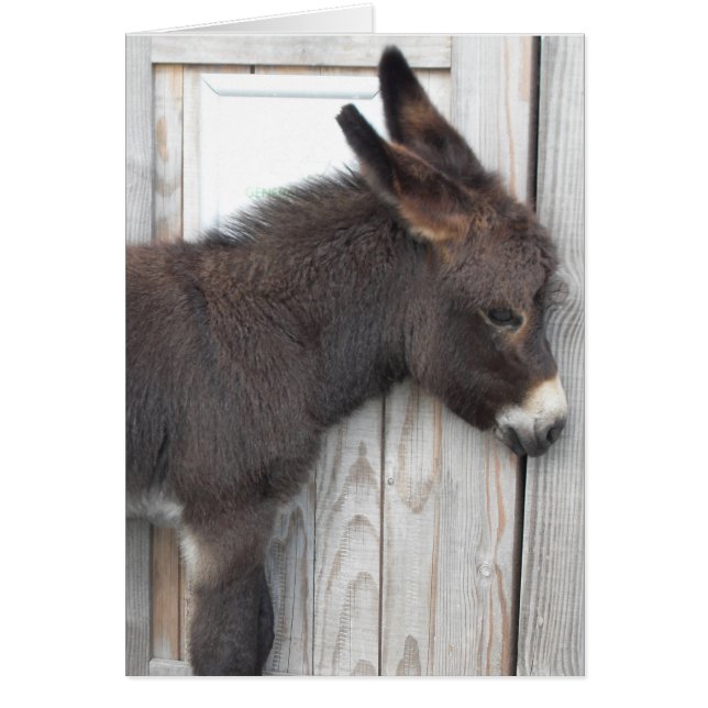 Little Chocolate Donkey (Voorkant)