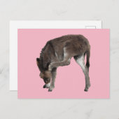 Little Chocolate Donkey Foal Scratching Ear Briefkaart (Voorkant / Achterkant)