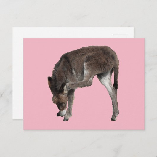 Little Chocolate Donkey Foal Scratching Ear Briefkaart (Voorkant / Achterkant)