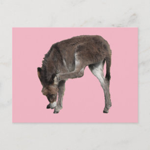 Little Chocolate Donkey Foal Scratching Ear Briefkaart
