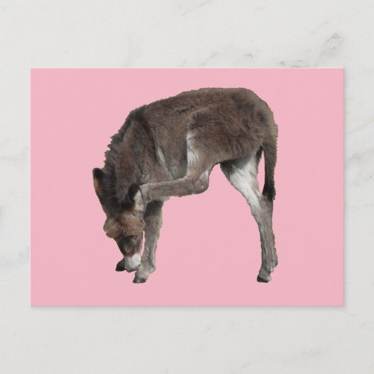 Little Chocolate Donkey Foal Scratching Ear Briefkaart (Voorkant)