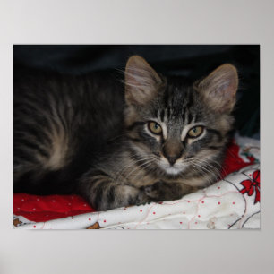 Little Cozy Kitten Poster met kerstmis