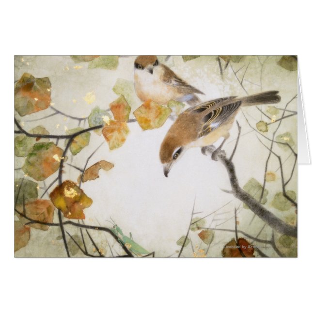 Little Creature-Bull-kopse Shrikes (Voorkant Horizontaal)