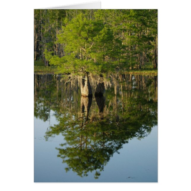 Little Cypress 1 (Voorkant)