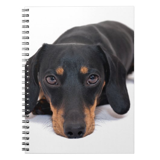 Little Dachshund Notitieboek (Voorkant)