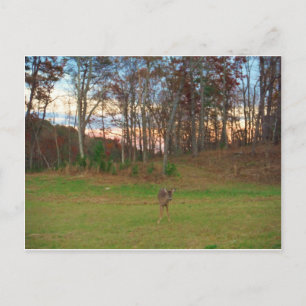 Little Deer &a Pink Sunset Briefkaart