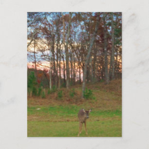 Little Deer &a Pink Sunset Briefkaart
