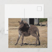 Little Donkey Briefkaart (Voorkant / Achterkant)