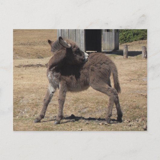 Little Donkey Briefkaart (Voorkant)