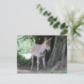 Little Donkey Briefkaart (Staand voorkant)