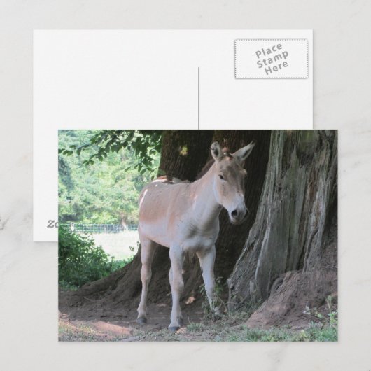 Little Donkey Briefkaart (Voorkant / Achterkant)